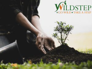 Tree Planting - Holsworthy Project